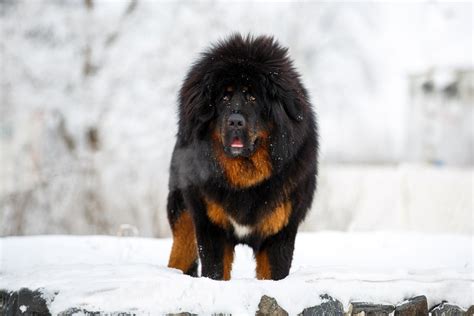 10 Scariest Looking Dog Breeds in 2022 - Petsoid