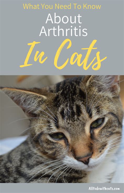 What Is Arthritis In Cats What You Need To Know Cats Feline