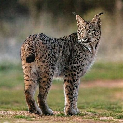 Lynx Pardinus Wikipedia La Enciclopedia Libre