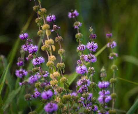 Walkable ground cover plants are the pretty backyard trend that will ...