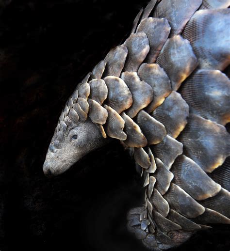 PANGOLIN Conservation — Creature Conserve