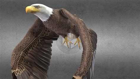 Eagle 3D models - Sketchfab