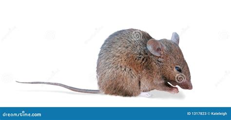 field mouse clipping path stock image image  single