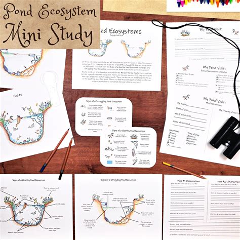 Pond Ecosystem Project