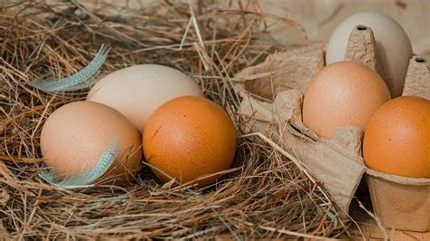 Qué huevos son mejores los blancos o marrones Cobardes y Gallinas