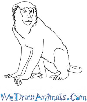 Easy Cute Easy Monkey Drawing Step By Step : *this post contains affiliate links*.