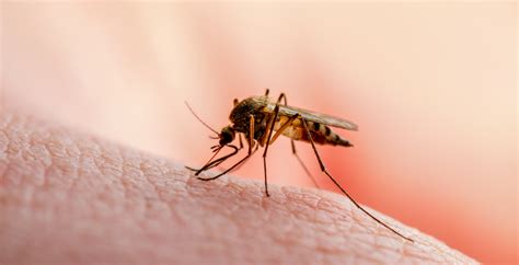 West Nile Detected In Several Mosquitos In Washington State News