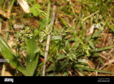 Annual Meadow Grass Poa Annua Stock Photo Alamy