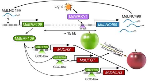 Plant Cell 北京农学院姚允聪田佶课题组揭示光诱导lncrna参与苹果果皮早期花色素苷积累的分子机制 知乎