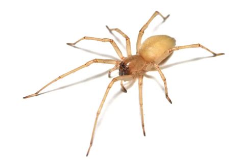 Wisconsins 3 Most Dangerous Spiders This Summer And How To Spot Them