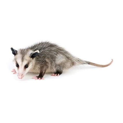 Opossum Identification Habits And Behavior Florida Pest Control