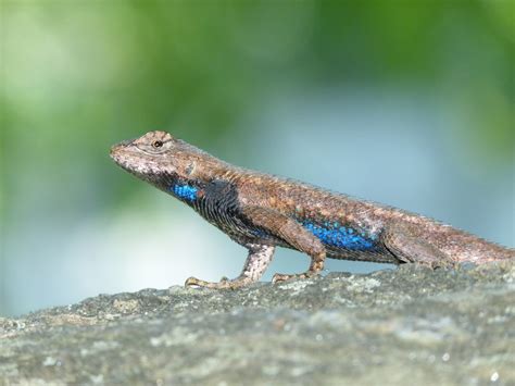 Eastern Fence Lizard Reptiles And Amphibians Of Mississippi INaturalist