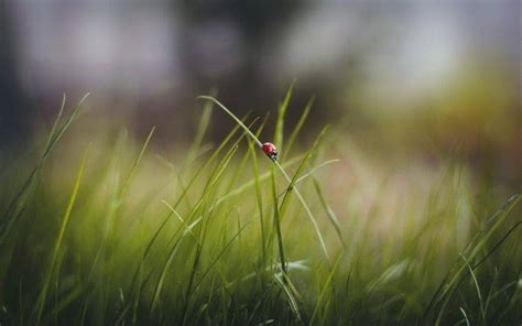 Macro Nature Grass Ladybugs Wallpapers Hd Desktop And Mobile