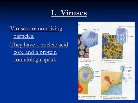 Ppt Bacteria And Viruses Powerpoint Presentation Free Download Id4865430