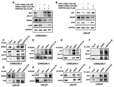 Cells Free Full Text Novel Arar V7 And Mnk12 Degrader Vnpp433 3β