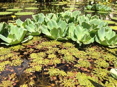 Pin by Steve Pelegrín on My garden | Plants, Pond plants, Water garden