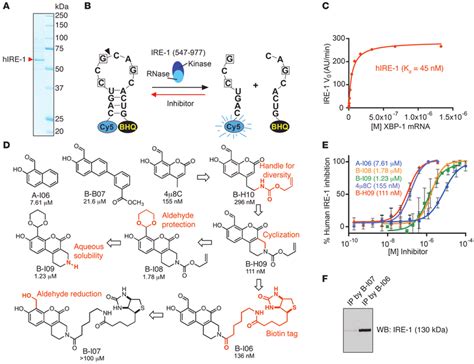 Development Of Potent Inhibitors To Target The IRE 1 XBP 1 Pathway A