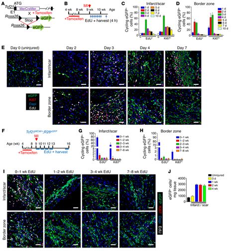 Proliferation Of Tcf21 Lineage Traced Fibroblasts After MI A