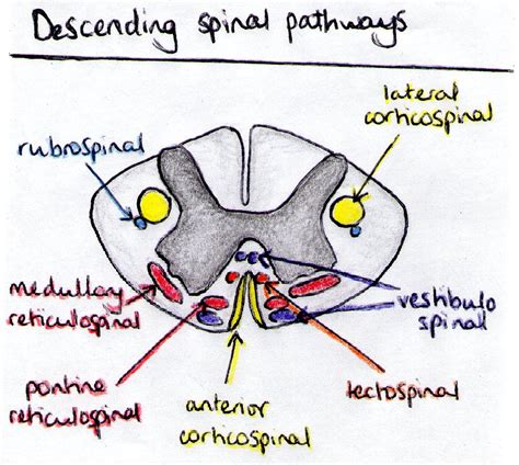 Corticobulbar Tract In Spinal Cord