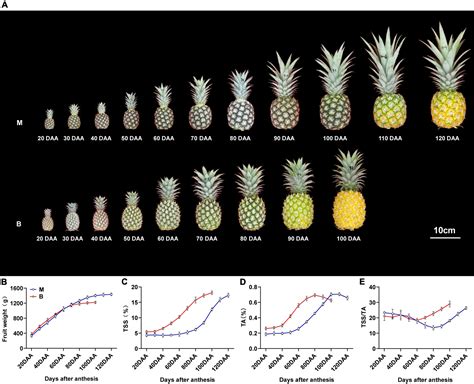 Frontiers Metabolomic And Transcriptomic Analyses Reveal The