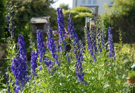 Aconitum Napellus Boomkwekerij Lugthart