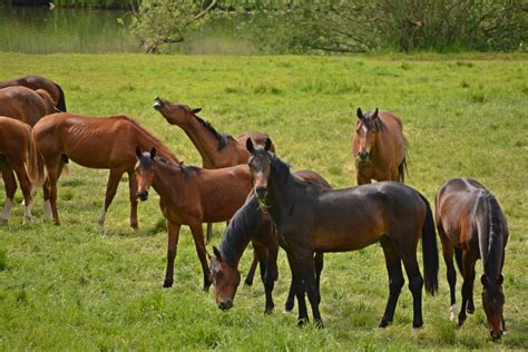 Images Gratuites Herbe Prairie Prairie Troupeau Faune Pâturage