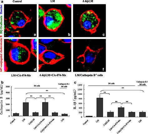 LM-induced lysosome damage and cathepsin B release from lysosomes in ...