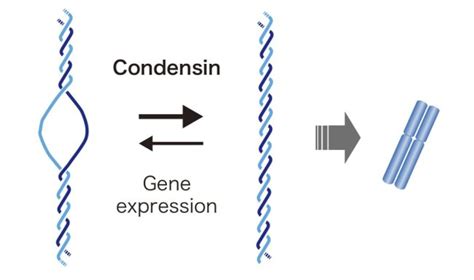 How To Get From Dna To Chromosomes Asian Scientist Magazine