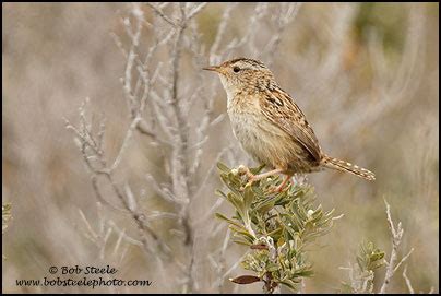 Bob Steele Photography - Sedge Wren (Cistothorus platensis) photo