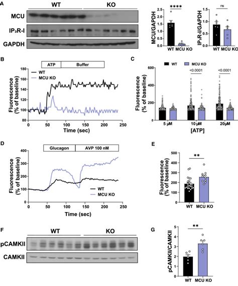 Cytosolic Calcium Regulates Hepatic Mitochondrial Oxidation