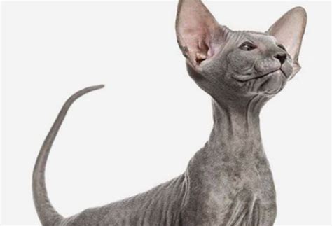 Peterbald Cat Breed Profile Characteristics Care 40 Off