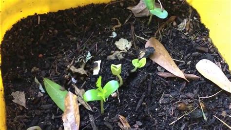 Black Locust Seedling Update Youtube