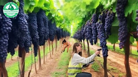 How Us Farmers Harvest Millions Of Tons Of Grapes In Farm 10