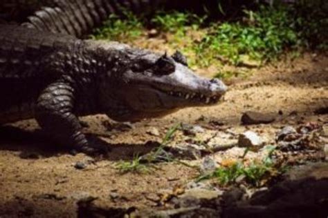 Mulher Fica Minutos Presa Na Boca De Crocodilo E Sobrevive Na Indon Sia