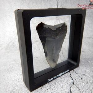 Real Baby Megalodon Shark Tooth Fossil With Included Stand Diver Found ...