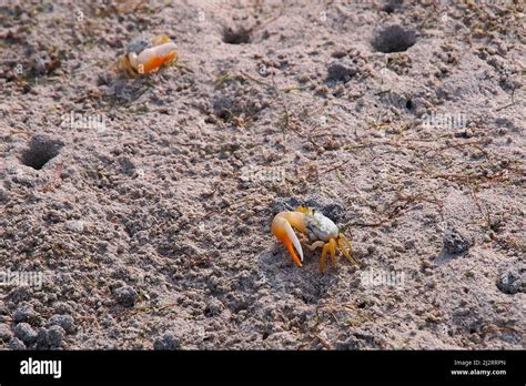 Fiddler Crab Winkerkrabbe Gelasimus Vocans Indonesia Asia Stock