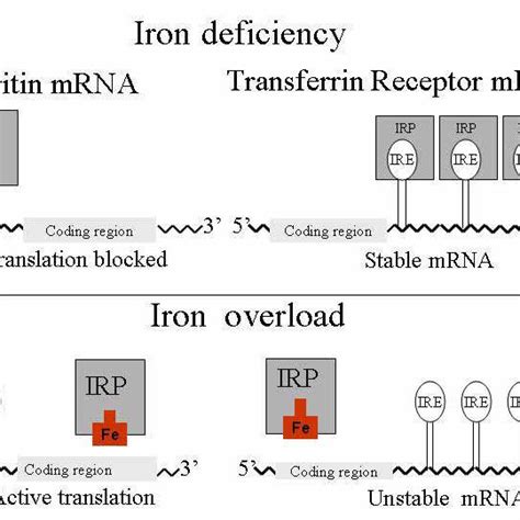 Ferritin Synthesis at Alejandro Harden blog 