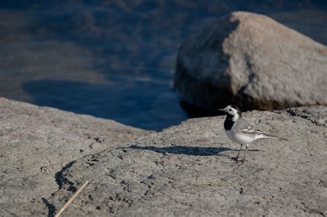 Wagtail White Motacilla - Free photo on Pixabay - Pixabay