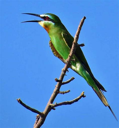 Ornithological Tours Birding Safaris In Kenya And East Africa