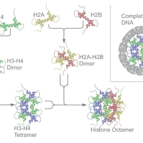 4 Assembly Of The Core Histones Into The Nucleosome 58 Download