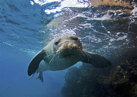 El regreso de la foca monje tras décadas de extinción en España Ciencia