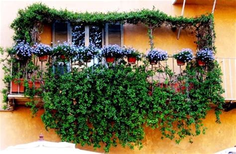 Come Curare Le Piante Da Balcone Sempreverdi