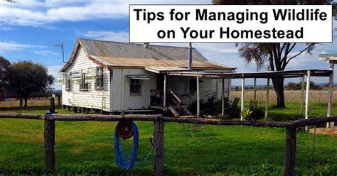 Tips For Managing Wildlife On Your Homestead