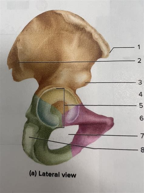 Lateral View Of Coxal Bone Diagram Quizlet