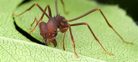 Formiga Cortadeira Características Nome Cientifico Fotos e Tamanho