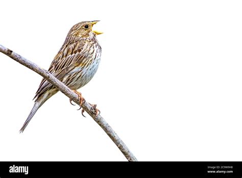 Bird singing. Isolated bird. White background. Bird: Corn Bunting ...