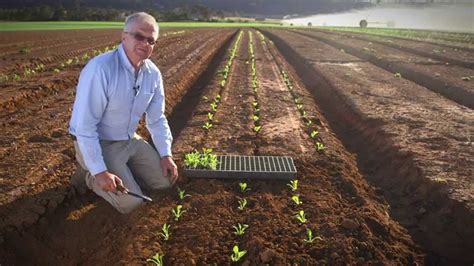 Transplanting Vegetable Seedlings YouTube