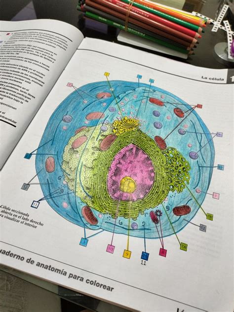 La C Lula Libros De Anatomia Atlas De Anatomia Netter Material De