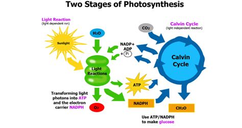 Two Stages Of Photosynthesis