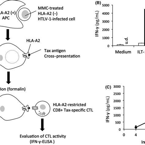 Htlv Infected Cells Induce Tax Crosspresentation In Antigen